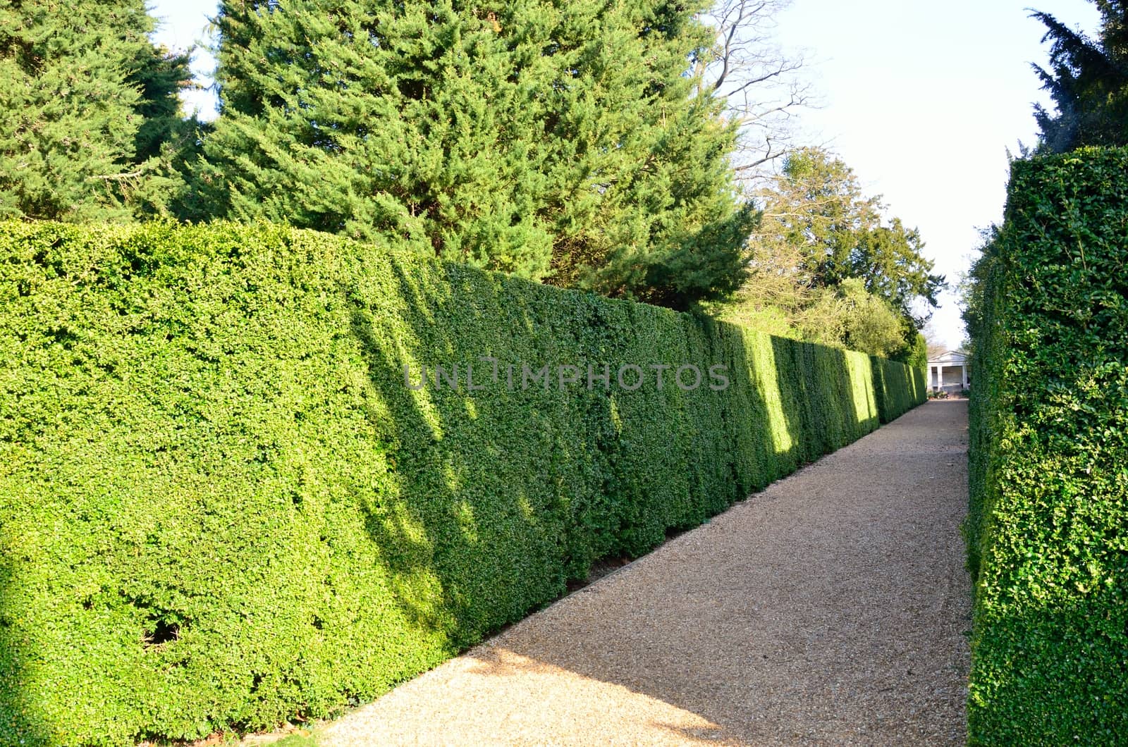 Hedge and pathway by pauws99