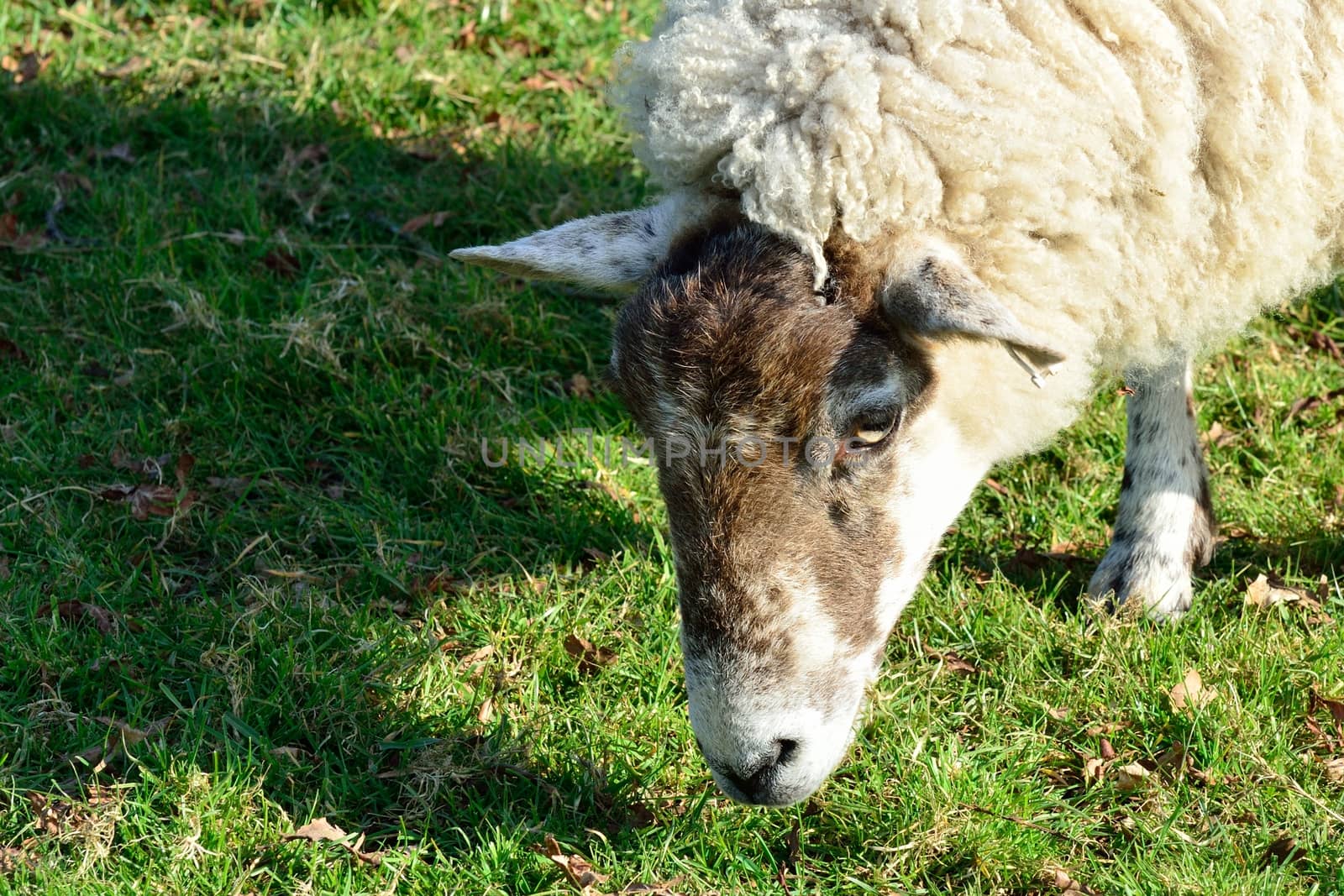 Head of a sheep feeding on grass