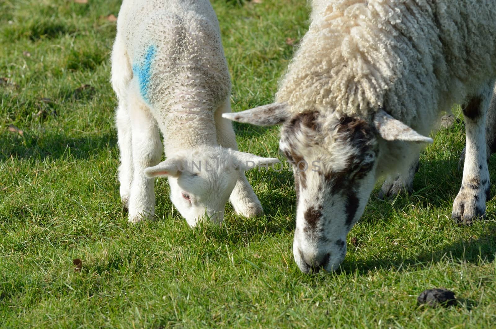 Ewe and lamb feeding