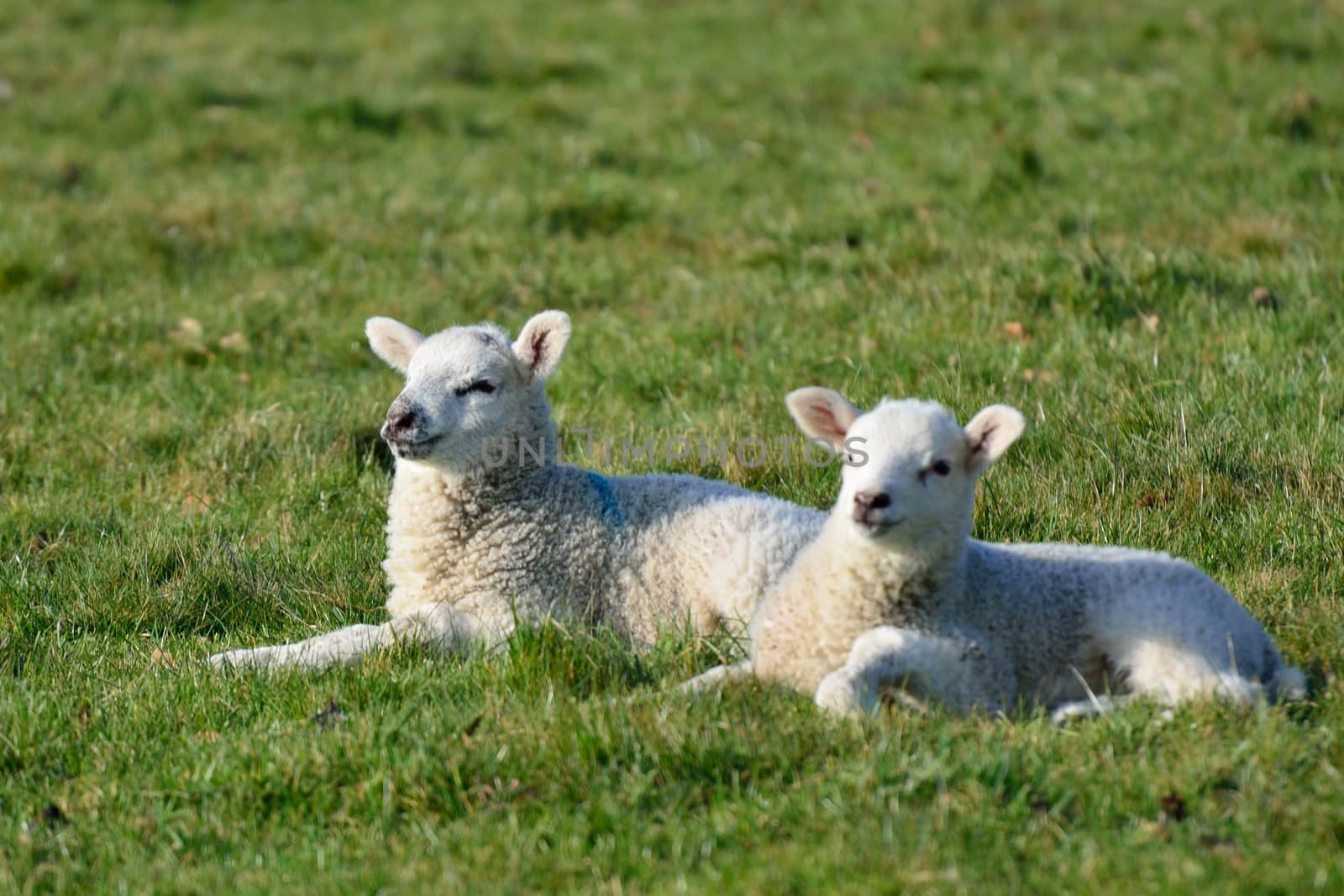 Lambs in field by pauws99