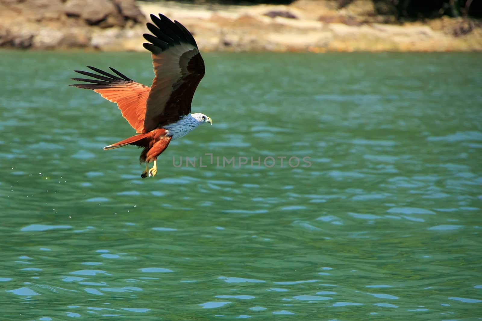 Brahminy Kite (Haliastur indus) flying, Langkawi island, Malaysia