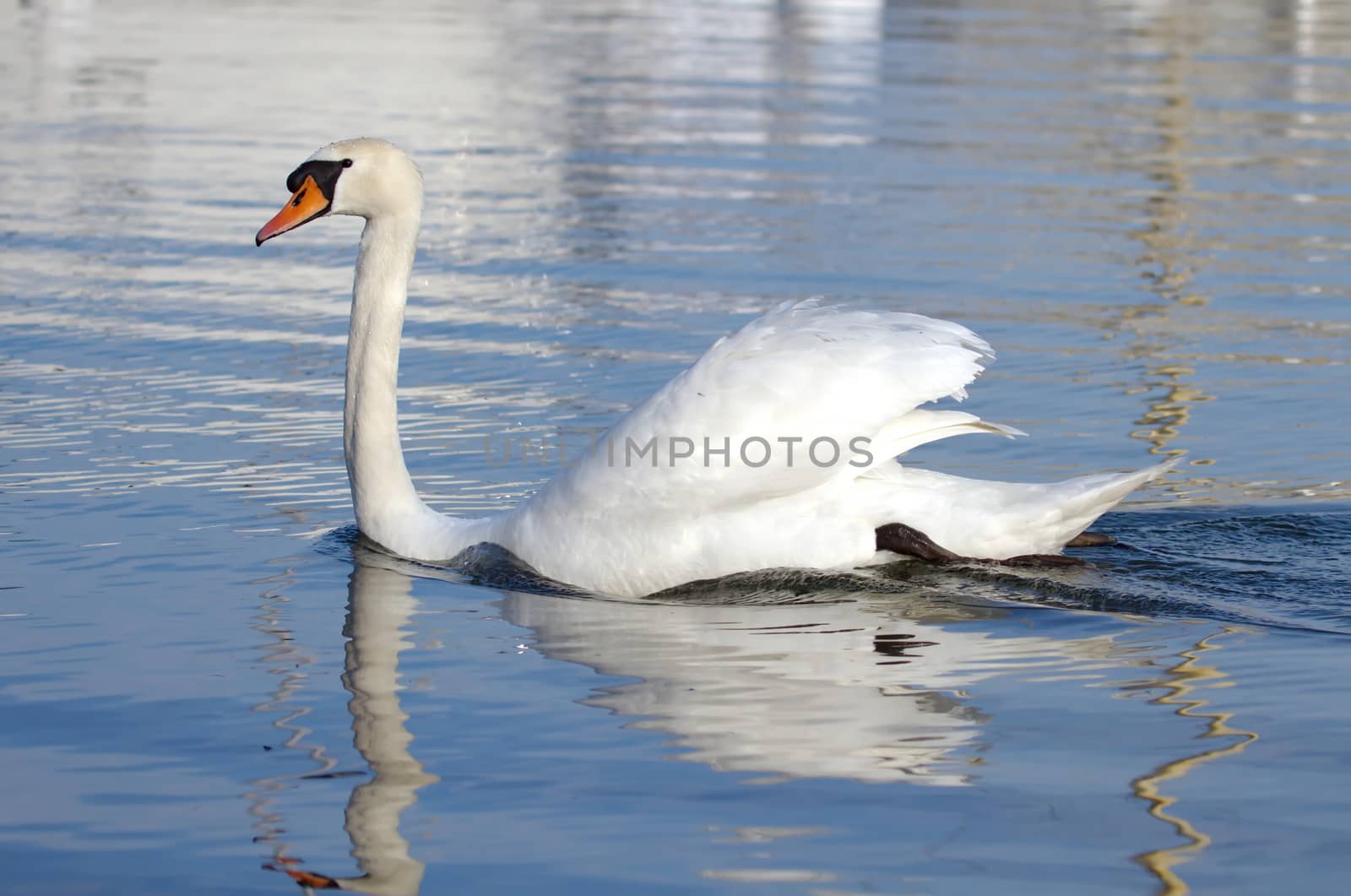 One mute swan with open wings floating quietly on blue water