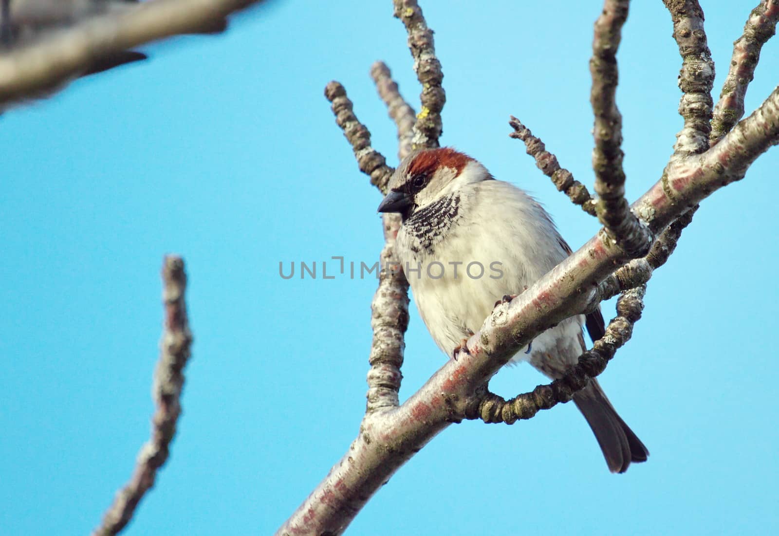 Single breeding male sparrow on a branch by beautiful day