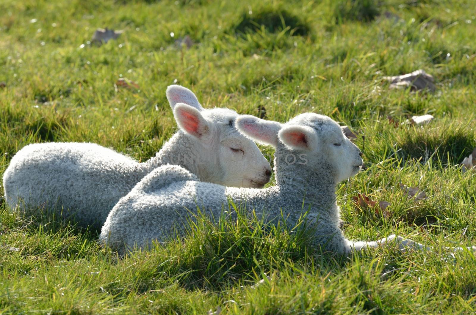 Two lambs lying in field by pauws99