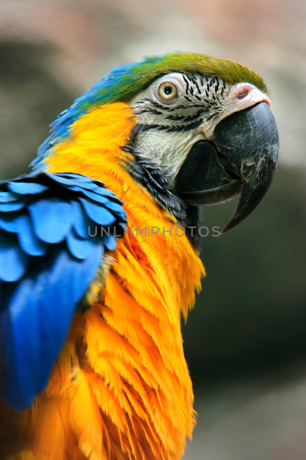 Portrait of Blue-and-yellow Macaw by donya_nedomam