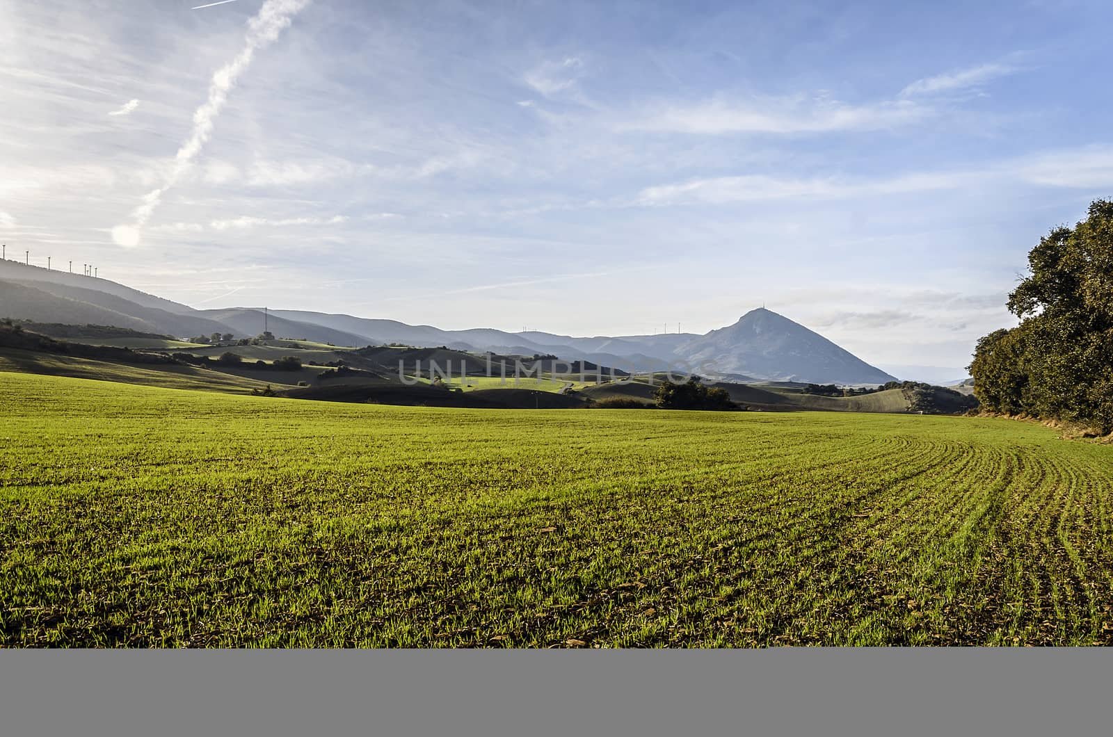 Beautiful fields by TilyoRusev