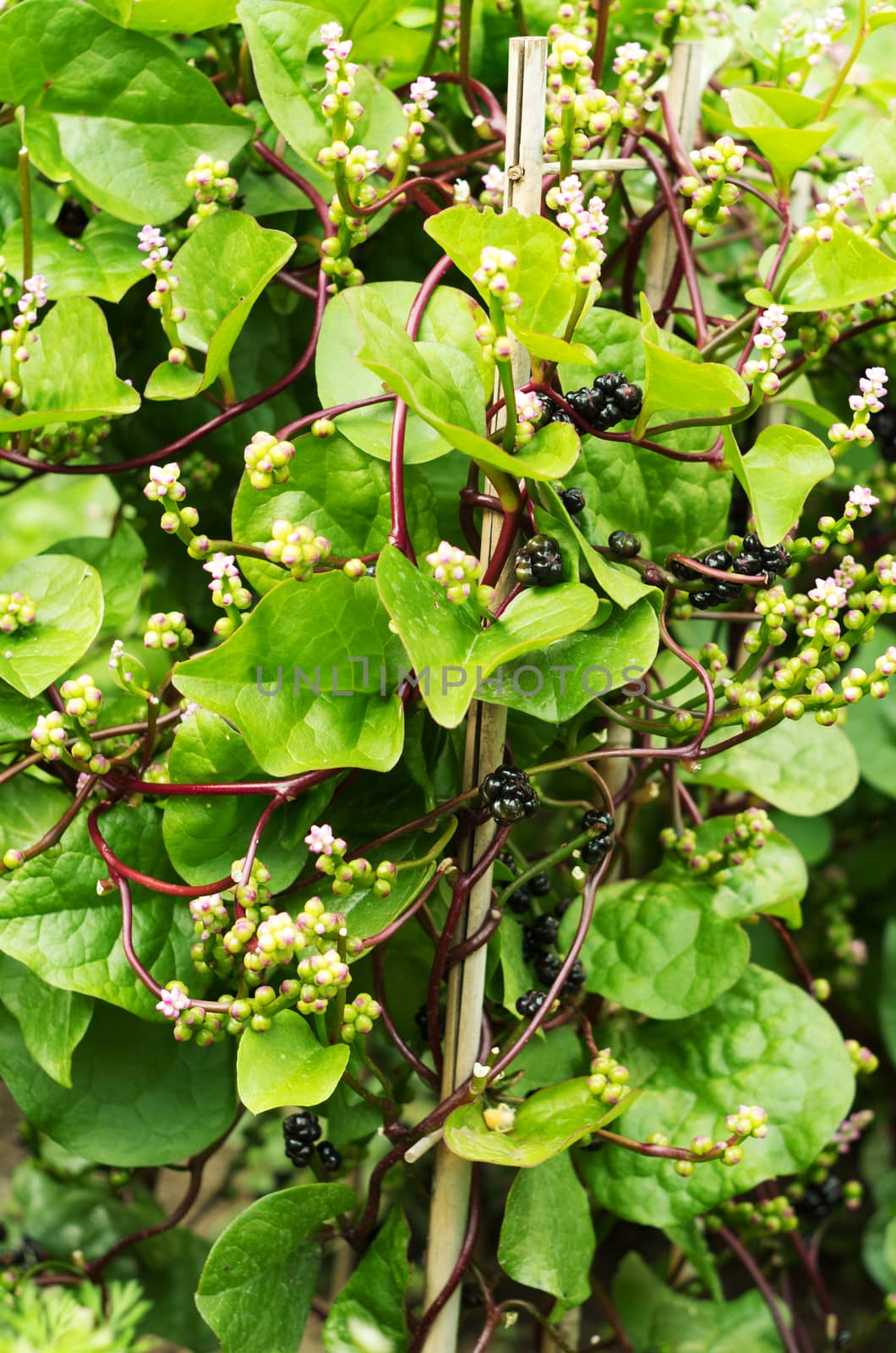 Malabar spinach plant in garden