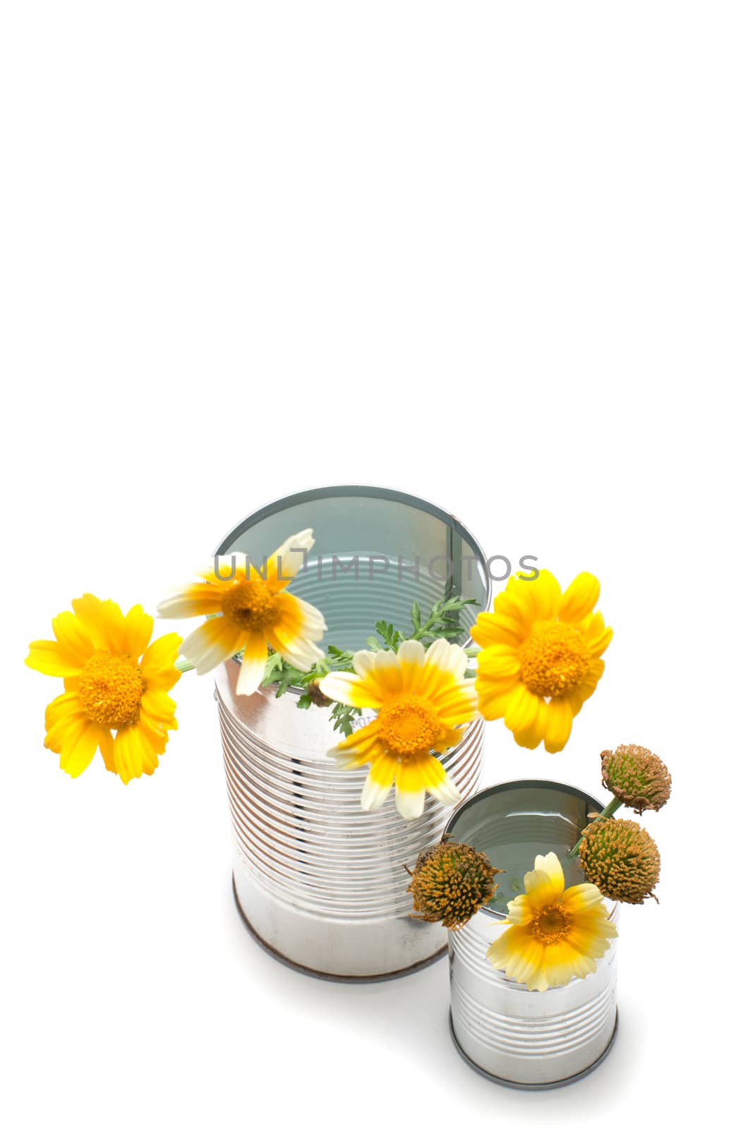 Homemade recycle cans bucket with wildflowers on white background