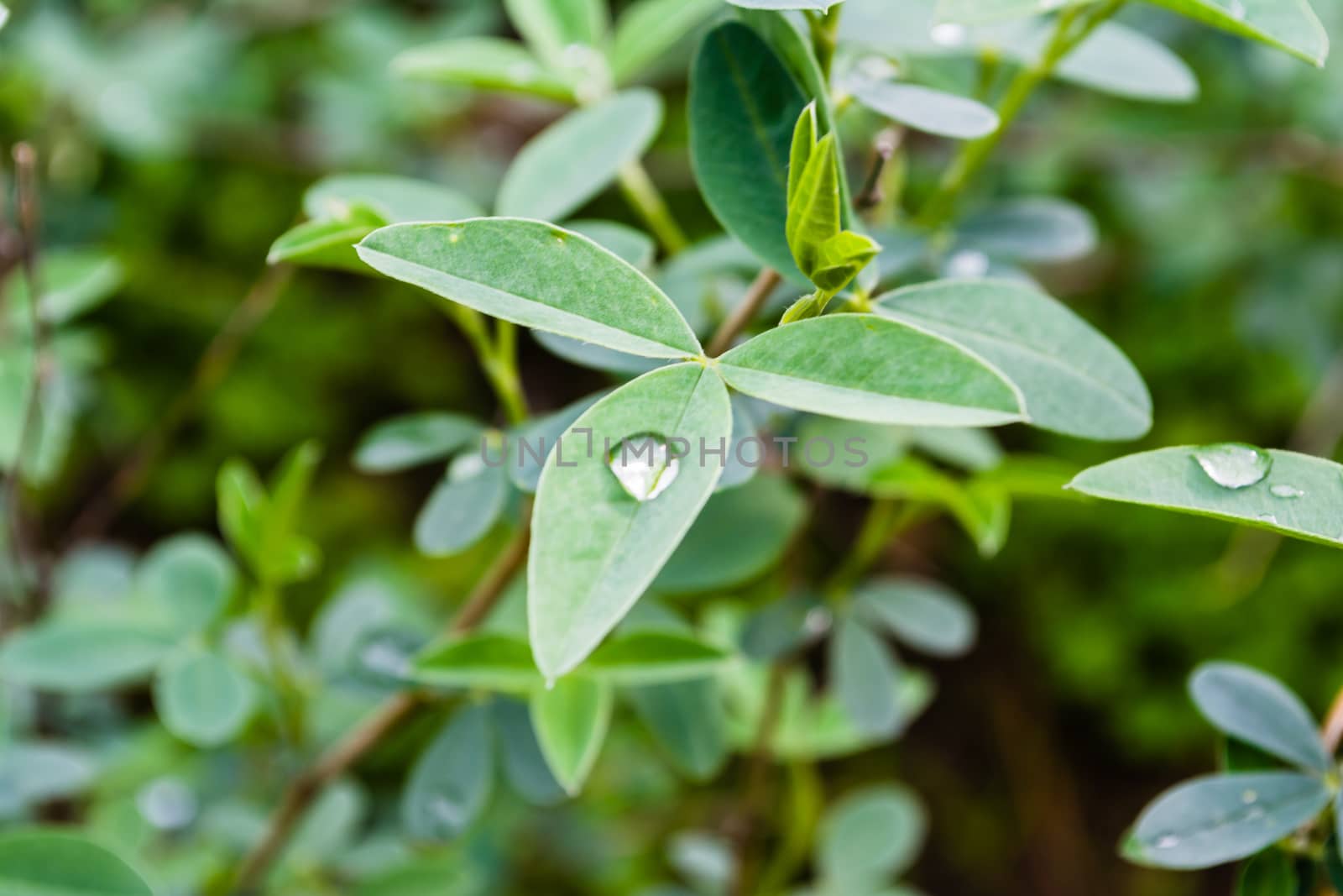 Close-up of leaves and water drops on them