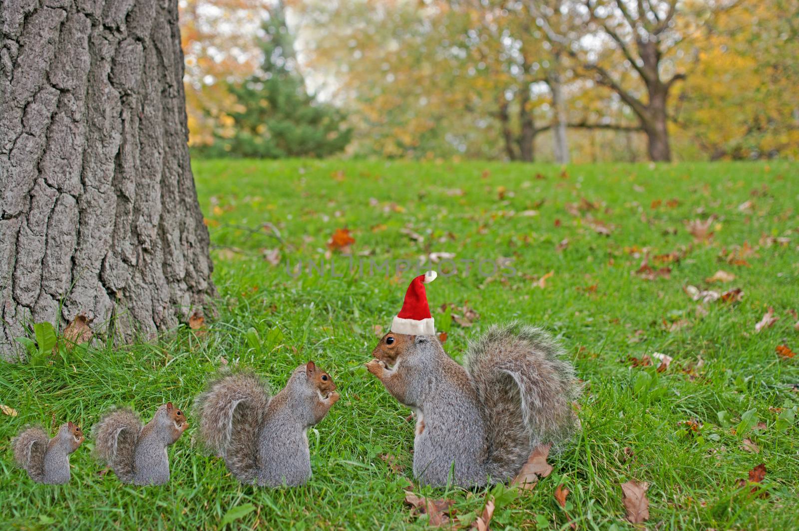 Eating squirrels wearing red Christmas hat sitting on the grass