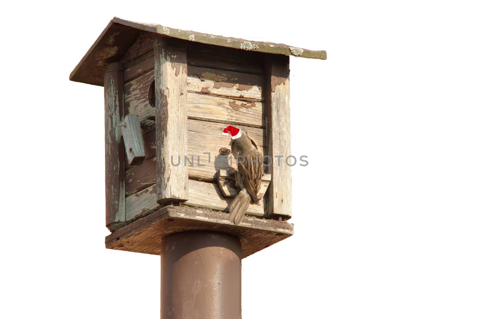 bird feeders. tree house for the birds with Christmas red hat fe by daoleduc