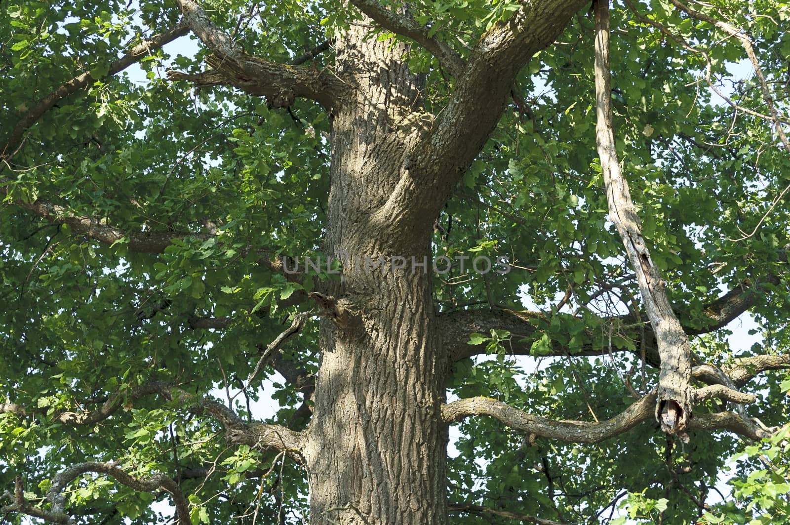 Oak tree trunk in sunny summer day