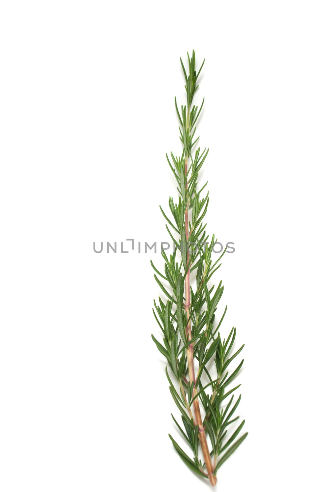 Rosemary on white background