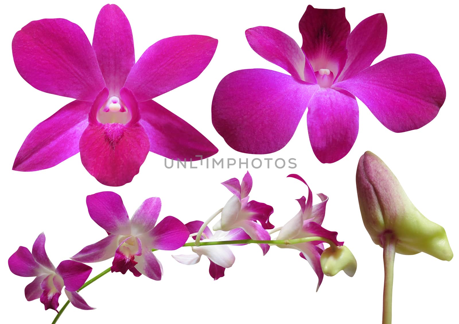 Collection of orchid flower on white background