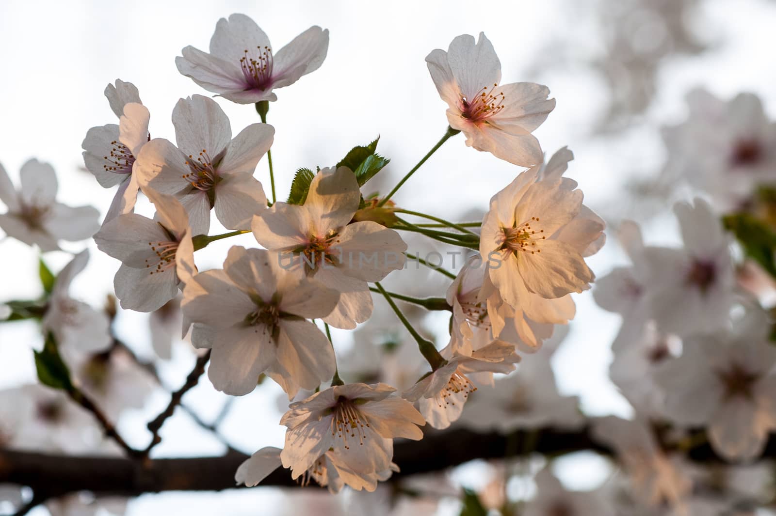 Beautiful flowering Japanese cherry - Sakura in spring time of Yuyuantan park, Beijing.