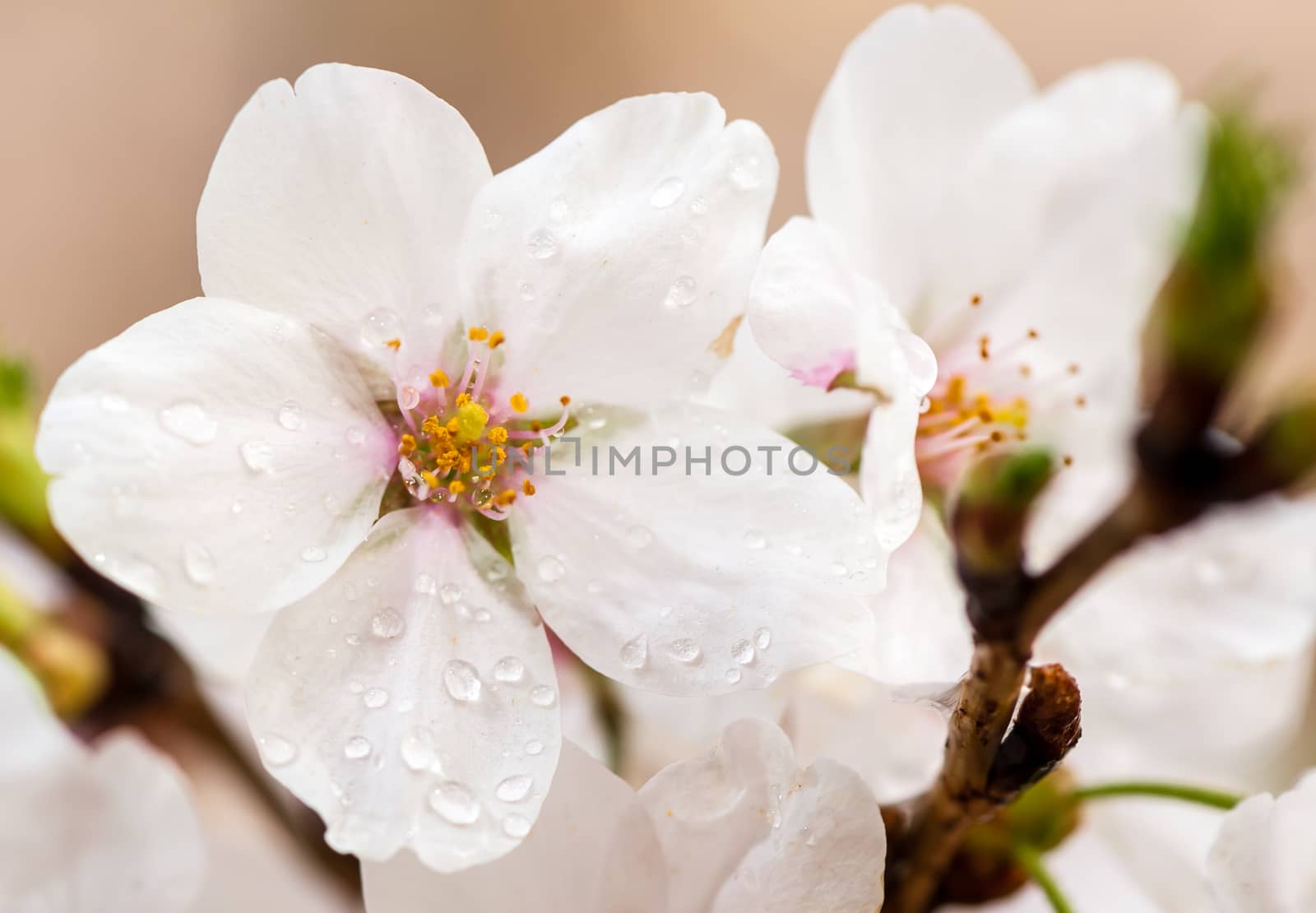 Beautiful flowering Japanese cherry - Sakura in spring time of Yuyuantan park, Beijing.