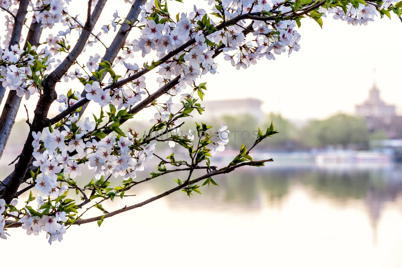 Beautiful flowering Japanese cherry - Sakura in spring time of Yuyuantan park, Beijing.