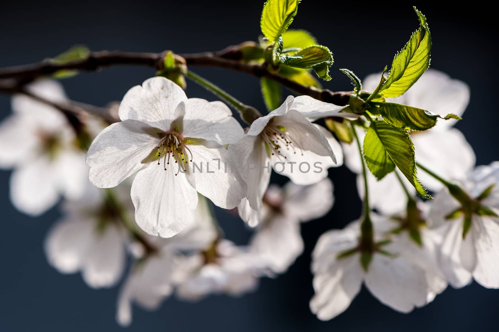 Beautiful flowering Japanese cherry - Sakura in spring time of Yuyuantan park, Beijing.