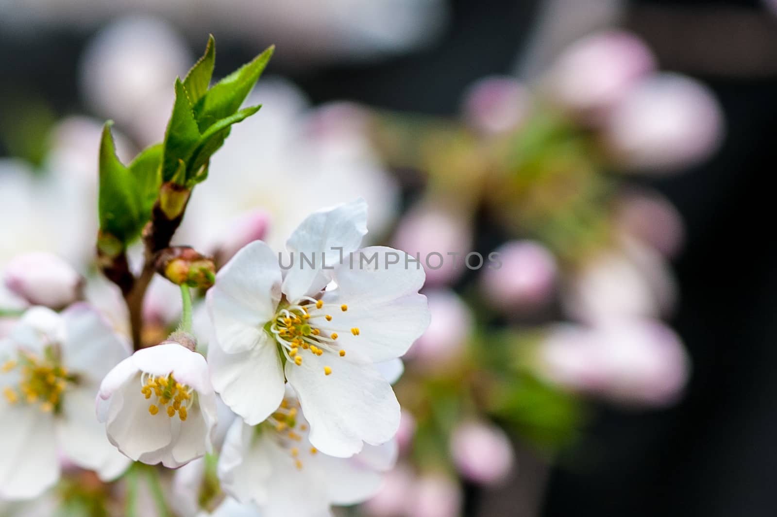 Beautiful flowering Japanese cherry - Sakura in spring time of Yuyuantan park, Beijing.