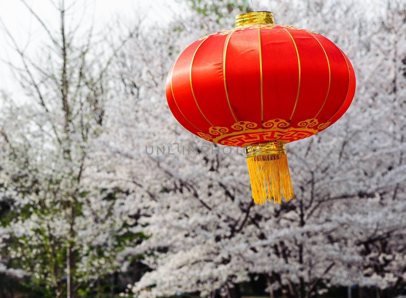 Chinese red lantern wiht the sakura background in Yuyuantan park, Beijing.