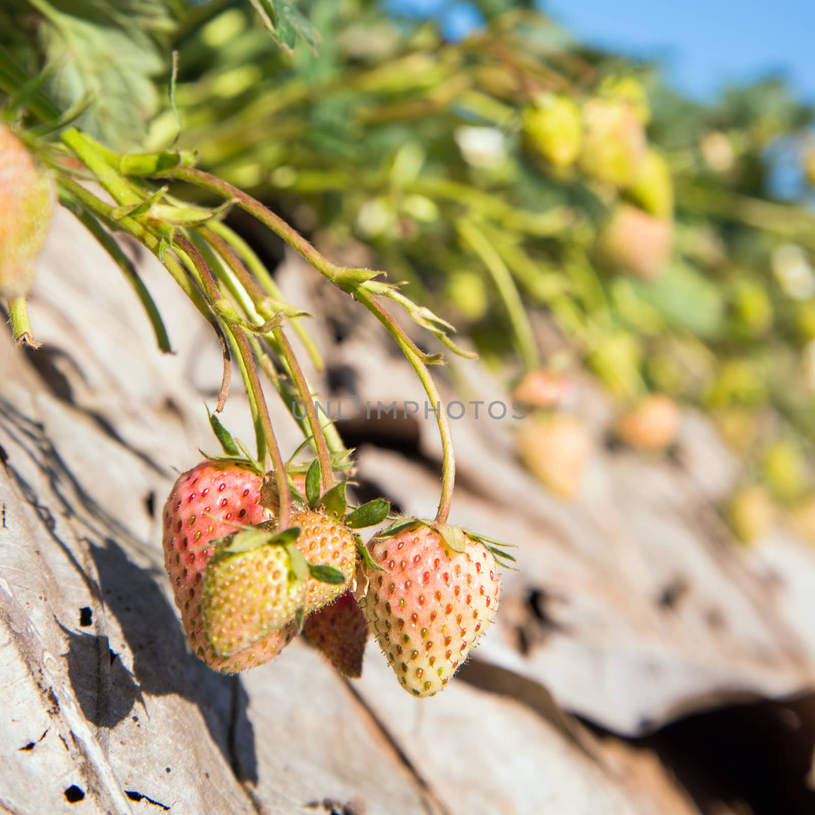 strawberry garden at doi angkhang mountain, chiangmai : thailand by jakgree