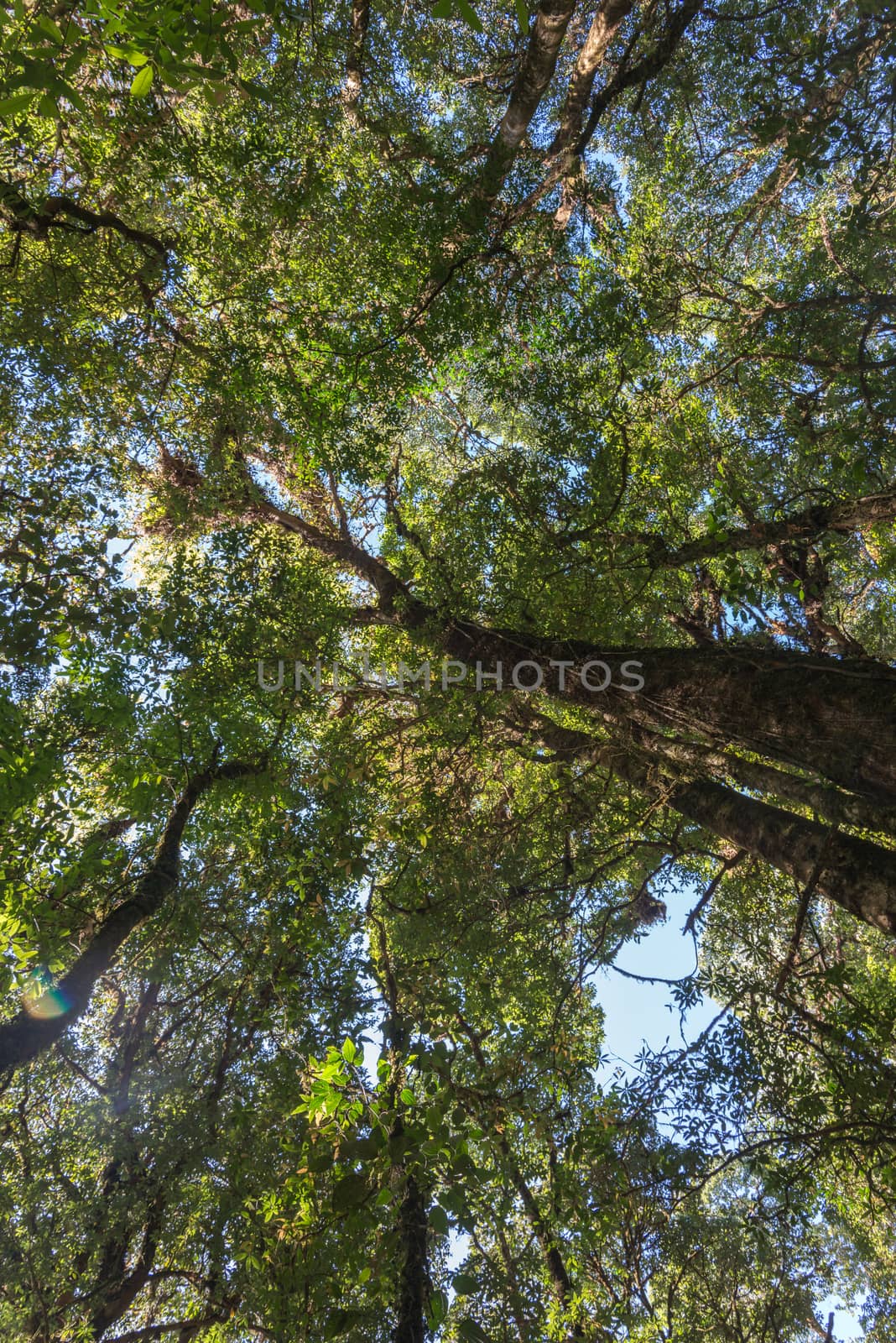 Rain forest in north of Thailand, Inthanon national park by jakgree