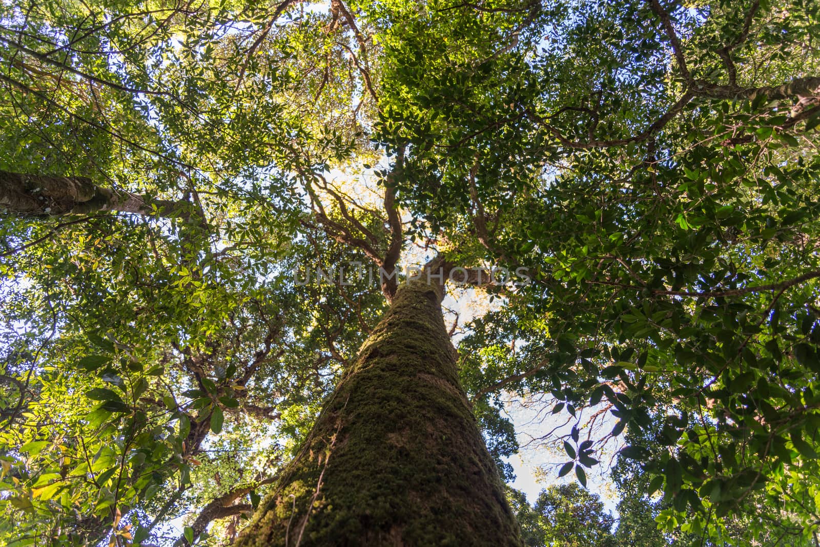 rain forest in north of Thailand, Inthanon national park by jakgree