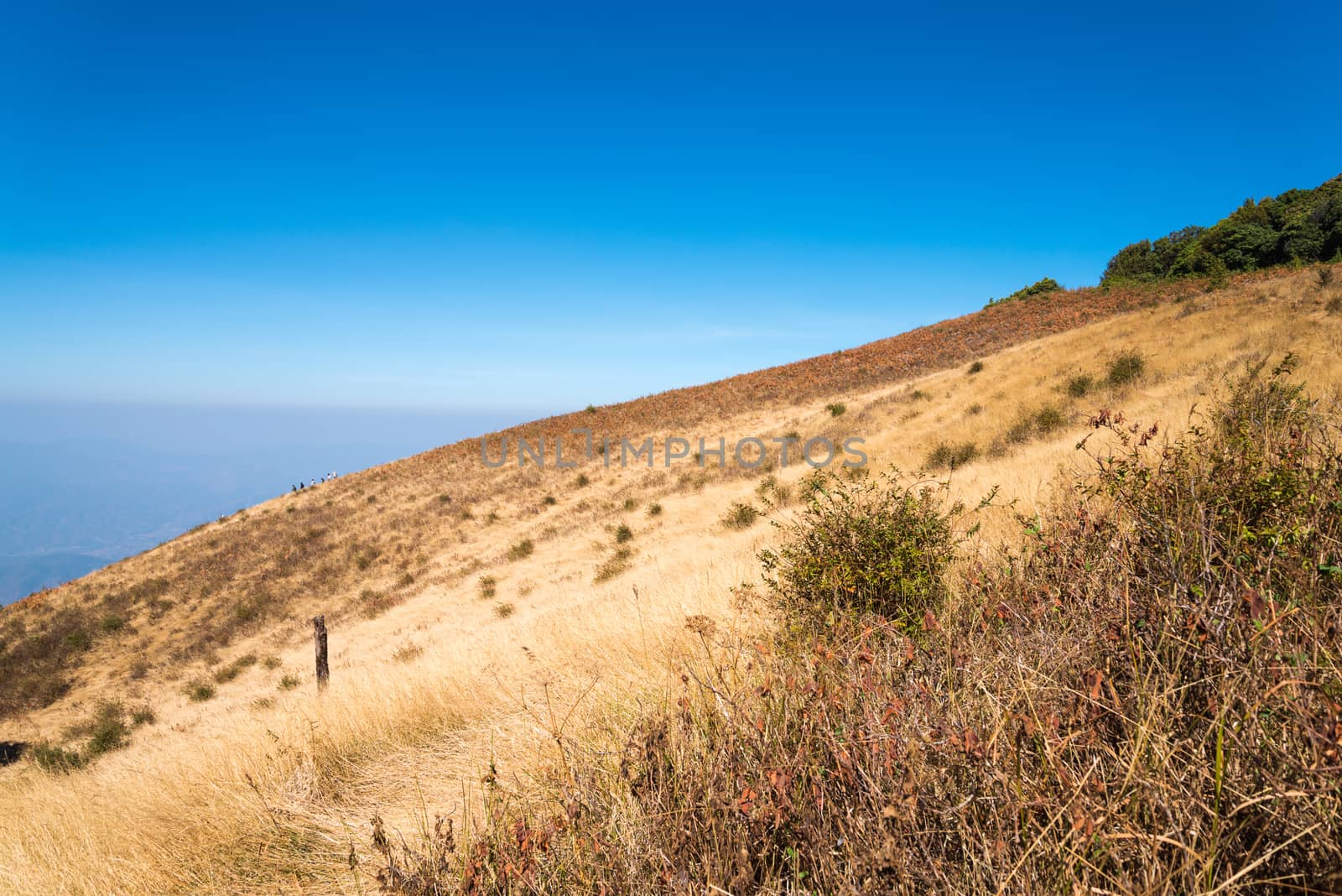 Alpine savanna grassland of Doi Inthanon, Chiang Mai, Thailand