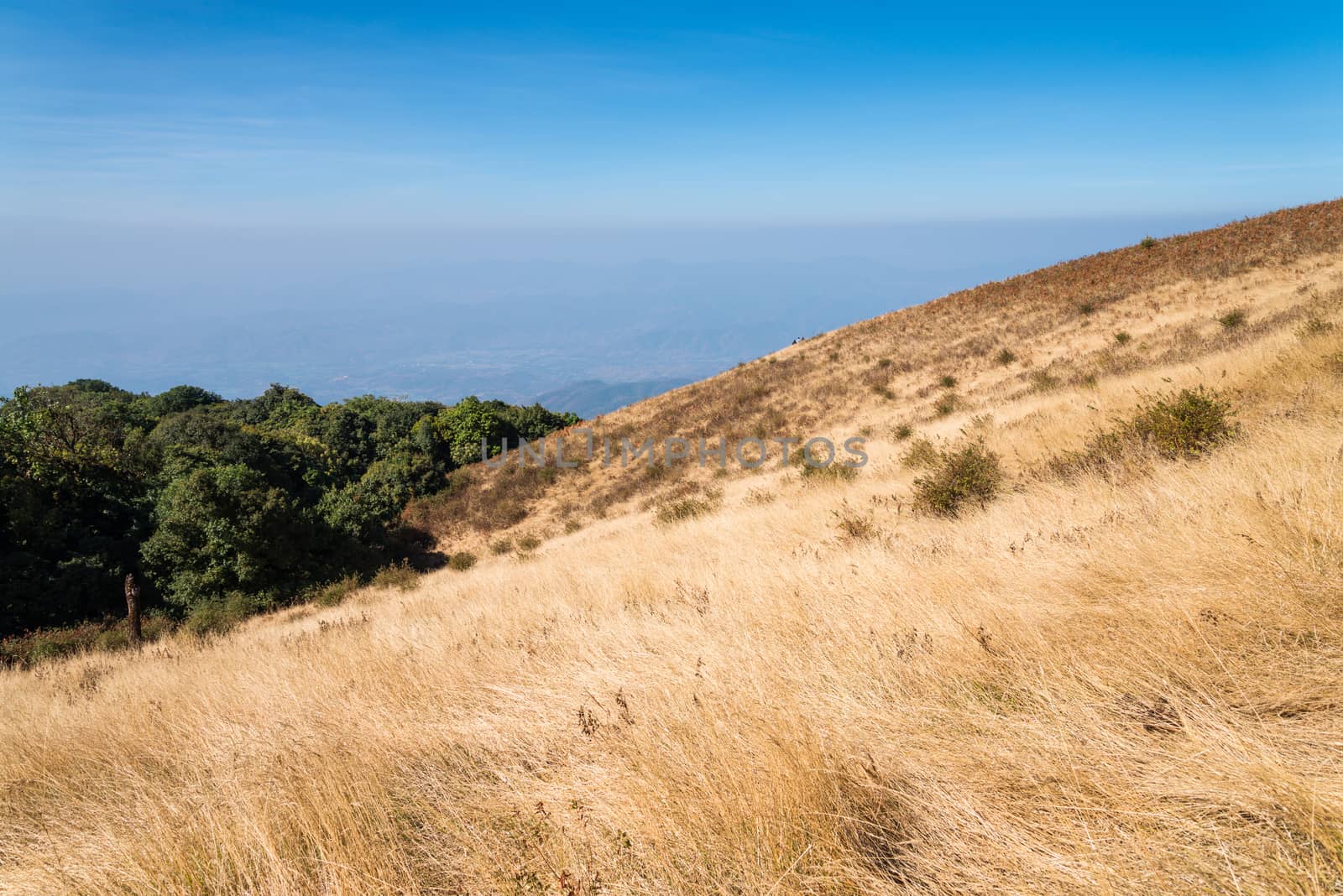 Alpine savanna grassland of Doi Inthanon, Chiang Mai, Thailand