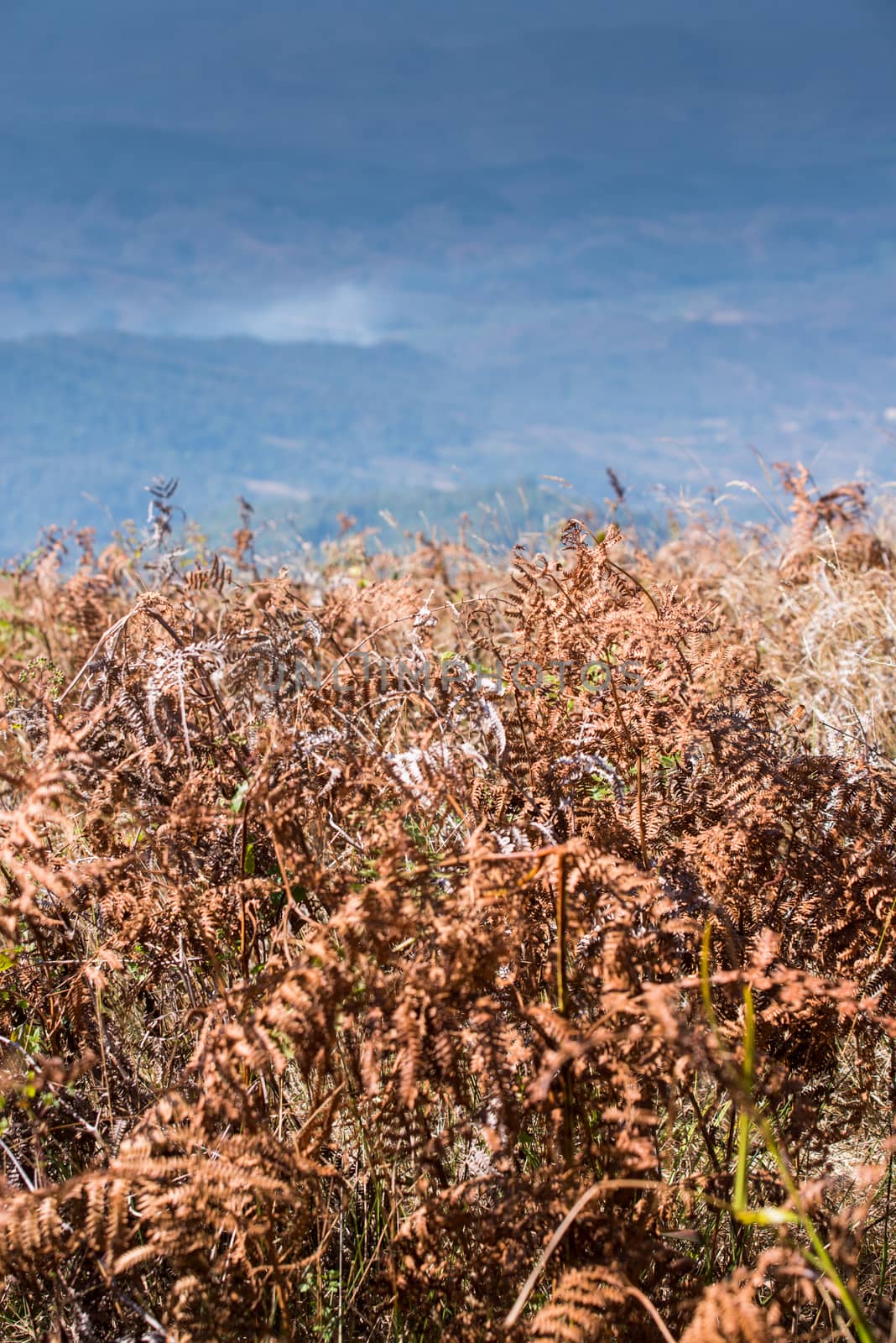 Alpine savanna grassland of Doi Inthanon, Chiang Mai, Thailand