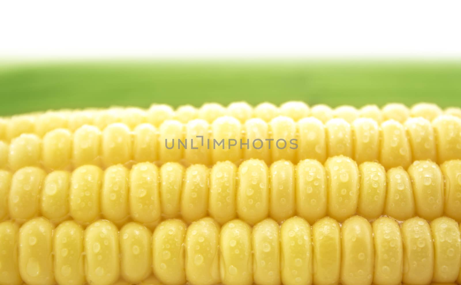 corn cob between green leaves .