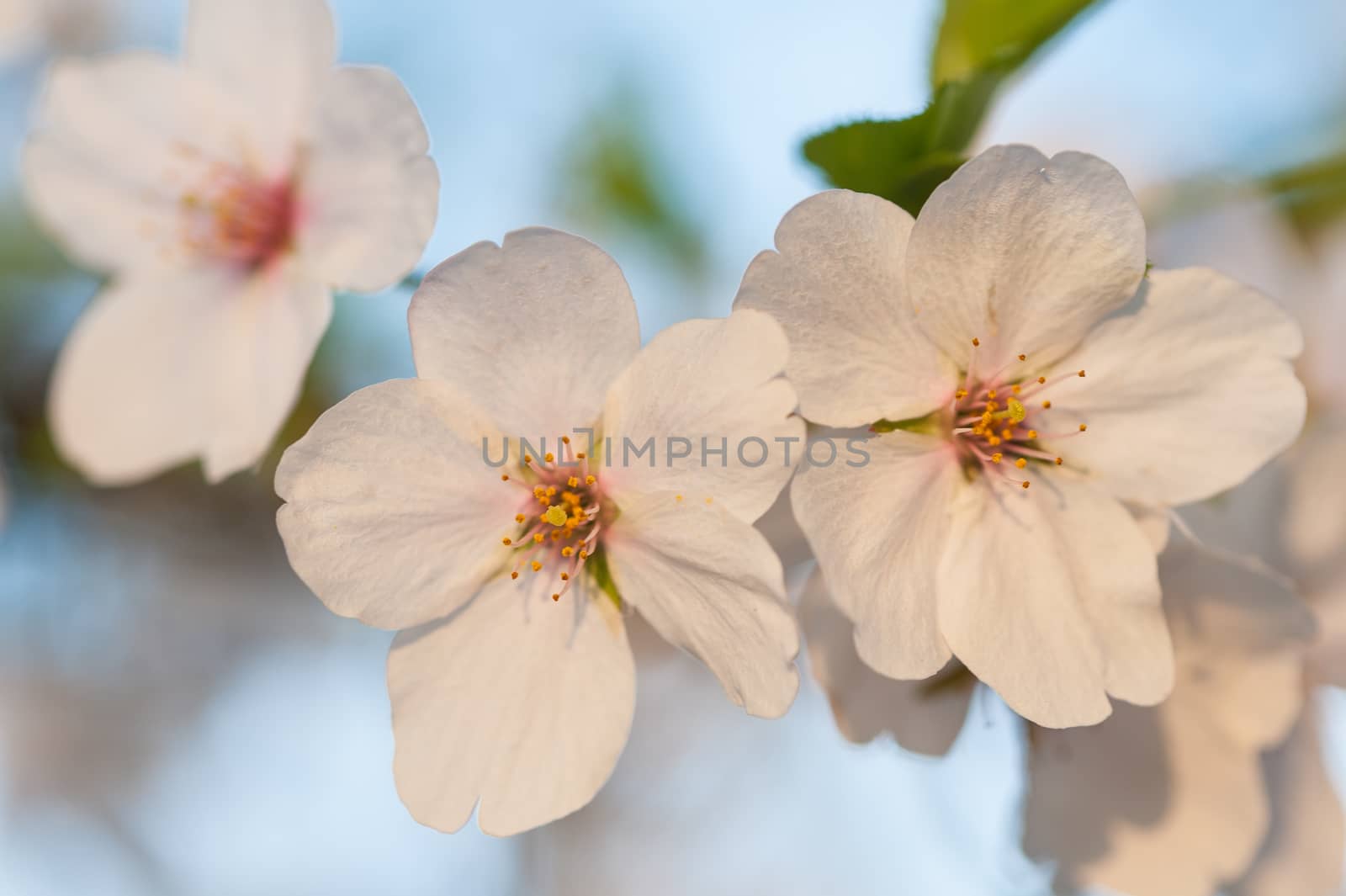 Beautiful flowering Japanese cherry - Sakura in spring time of Yuyuantan park, Beijing.