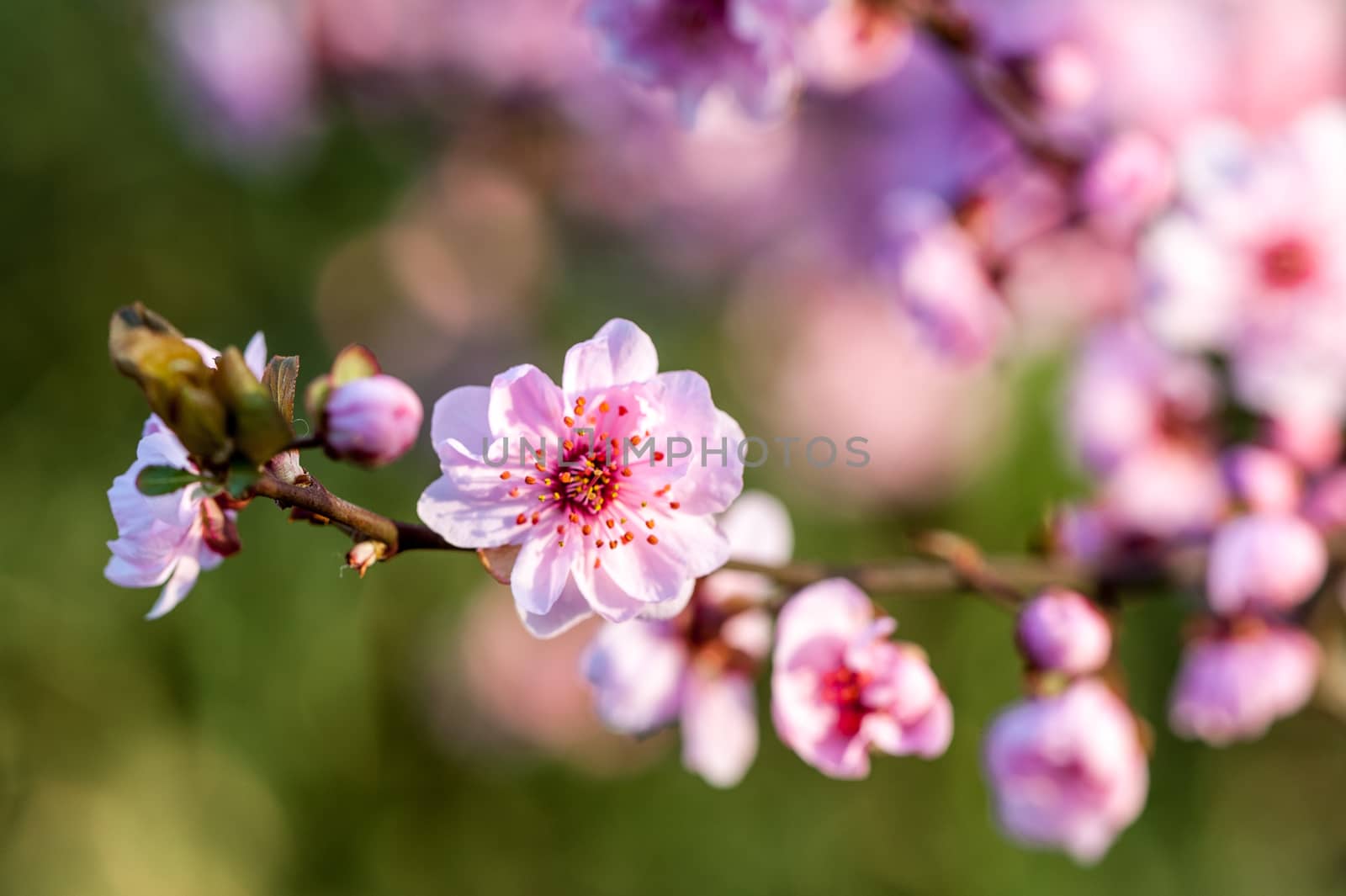 Beautiful flowering Japanese cherry - Sakura in spring time of Yuyuantan park, Beijing.