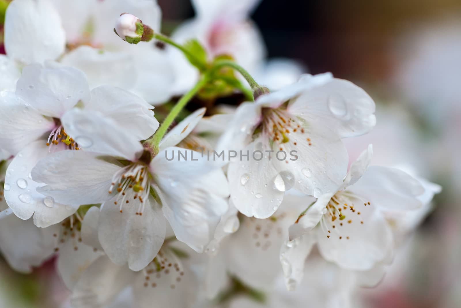 Beautiful flowering Japanese cherry - Sakura in spring time of Yuyuantan park, Beijing.