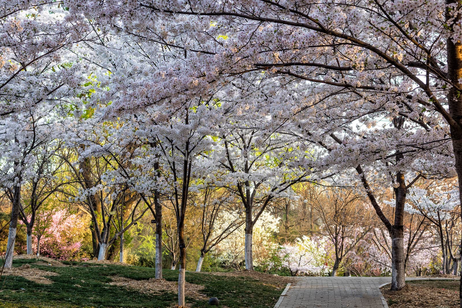 Beautiful flowering Japanese cherry - Sakura in spring time of Yuyuantan park, Beijing.