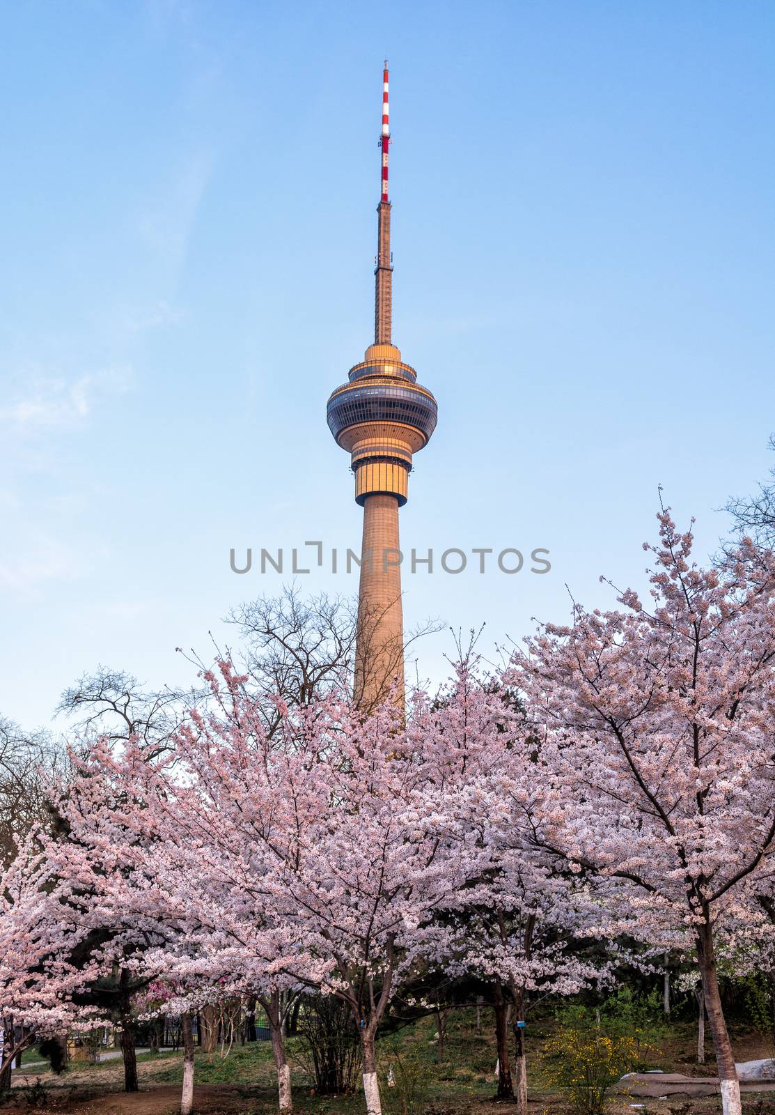 Beautiful flowering Japanese cherry - Sakura with the TV tower in spring time of Yuyuantan park, Beijing.