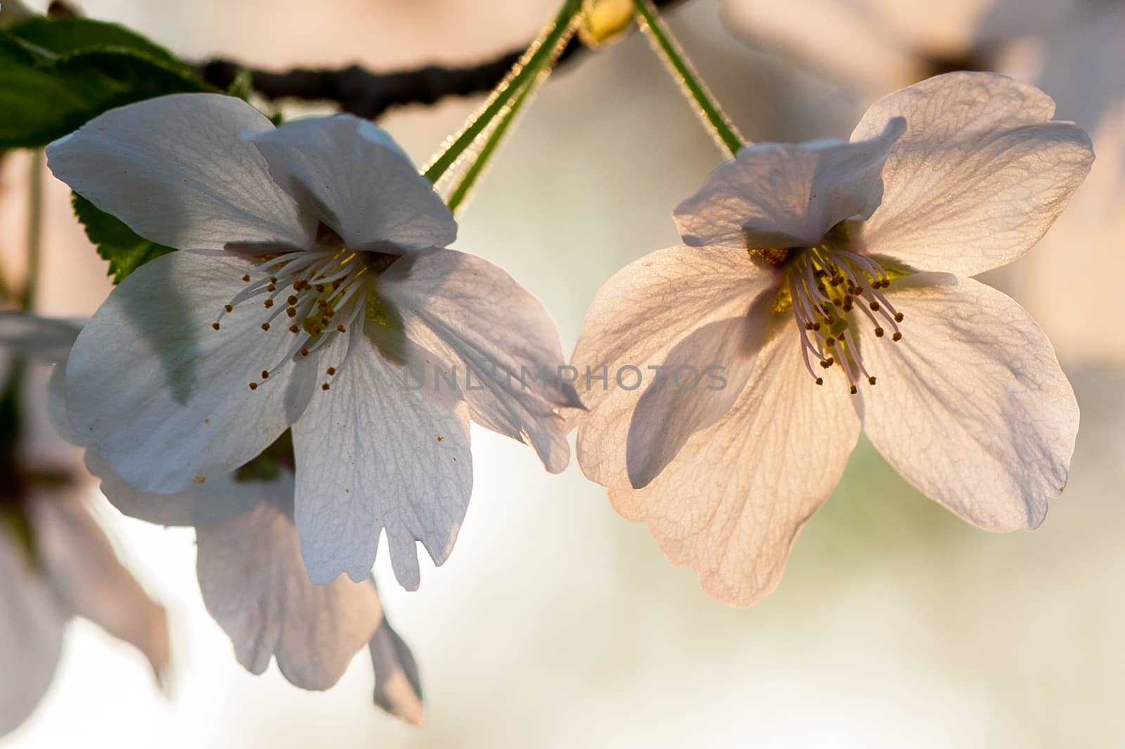 Beautiful flowering Japanese cherry - Sakura in spring time of Yuyuantan park, Beijing.