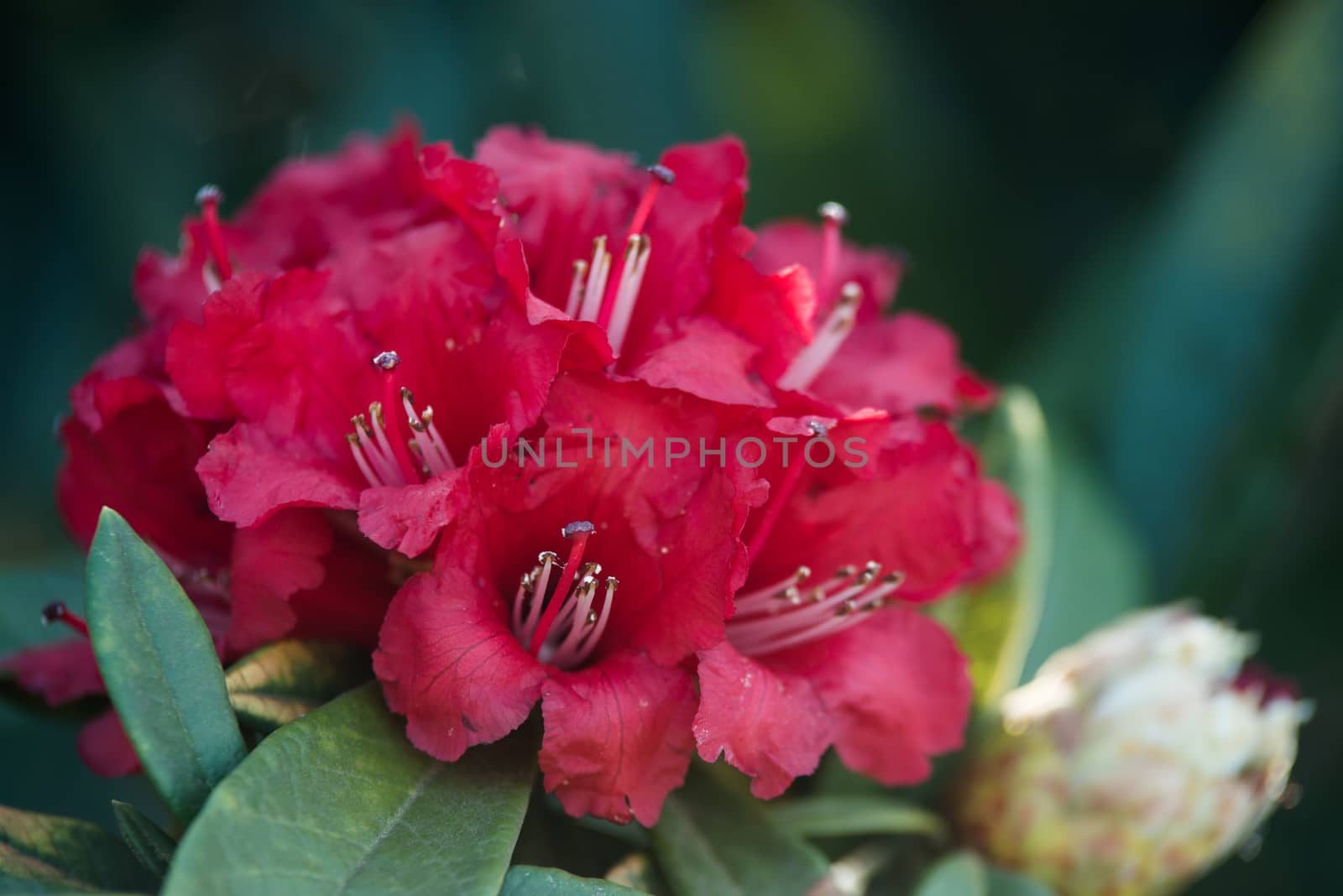 Rhododendron arboreum (Azalea) in doi inthanon national park, Th by jakgree
