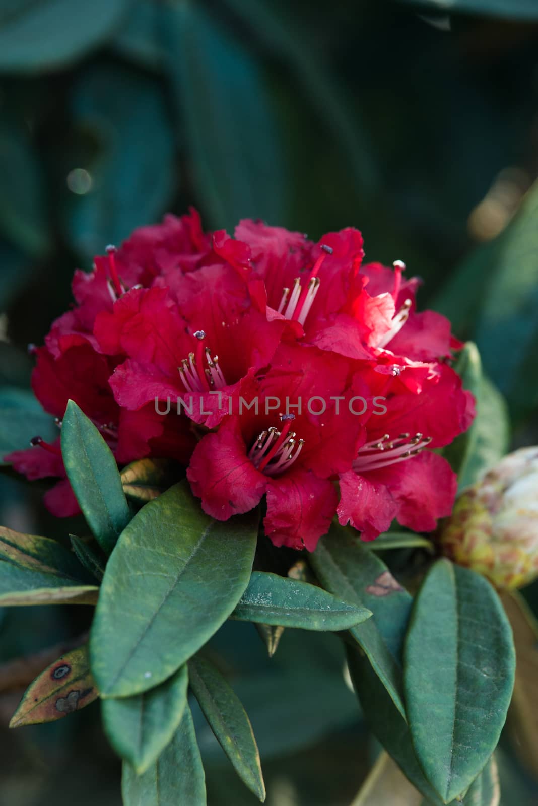 Rhododendron arboreum (Azalea) in doi inthanon national park, Th by jakgree