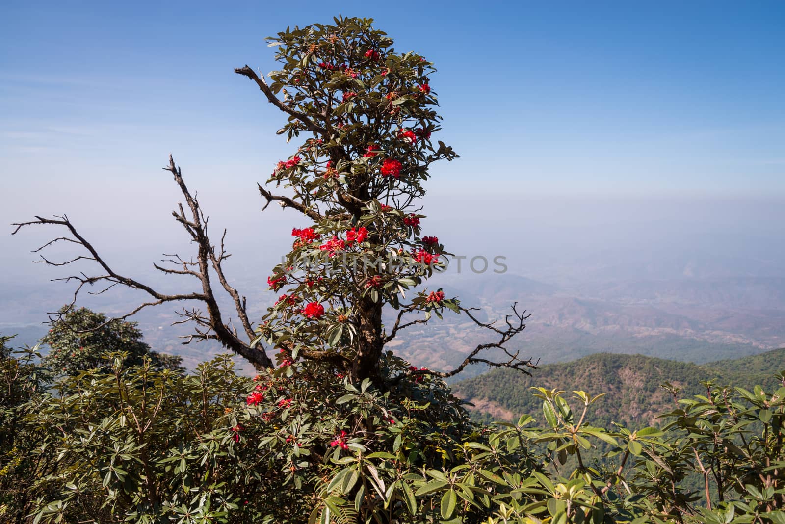 Rhododendron arboreum in doi inthanon national park, Thailand by jakgree