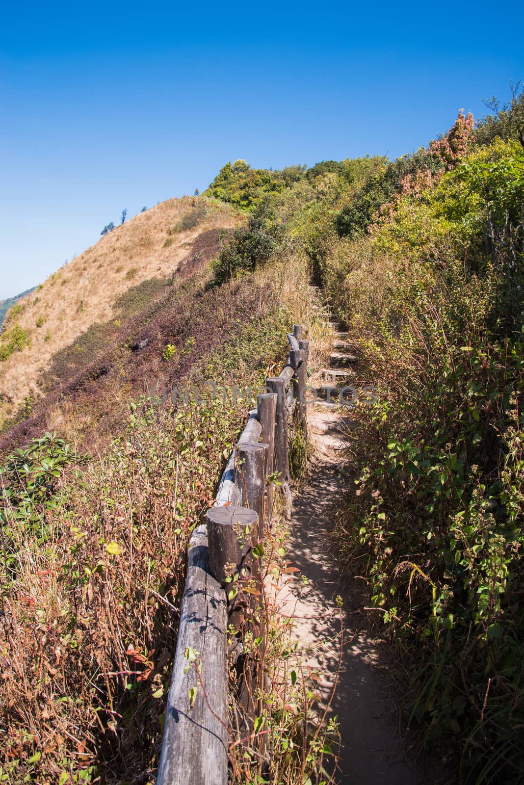 Walkway in Alpine savanna grassland of Doi Inthanon, Chiang Mai, Thailand