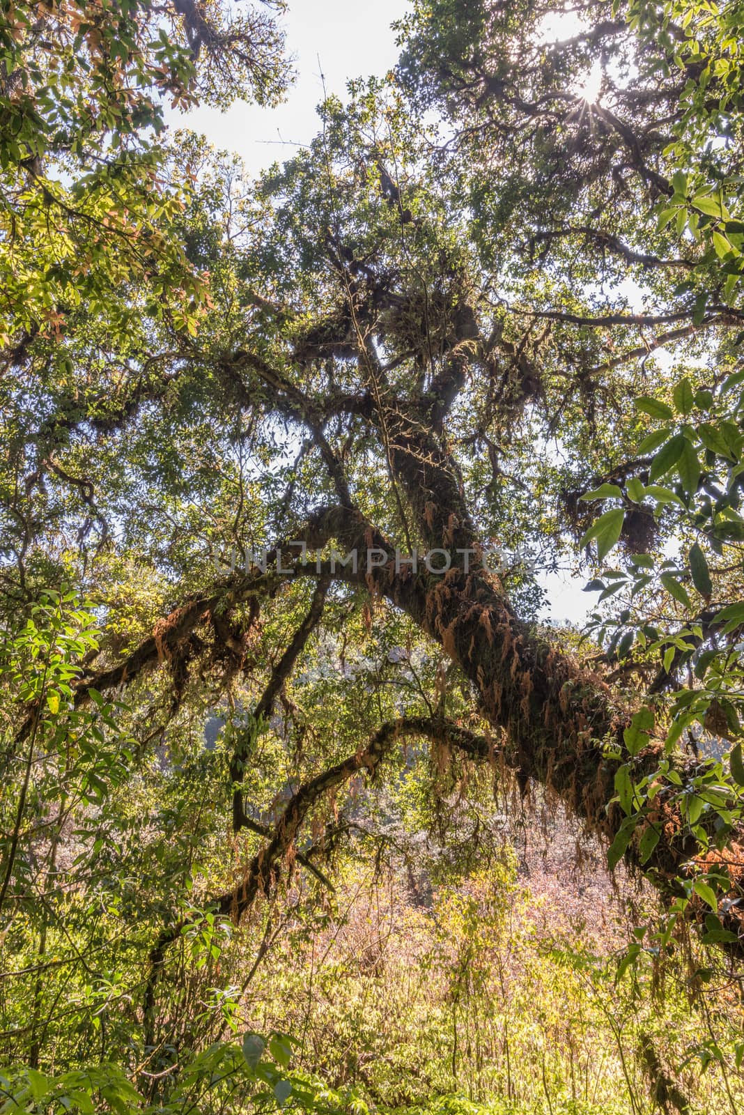 Ancient tree cover with moss and fern in Angka Luang Inthanon National Park