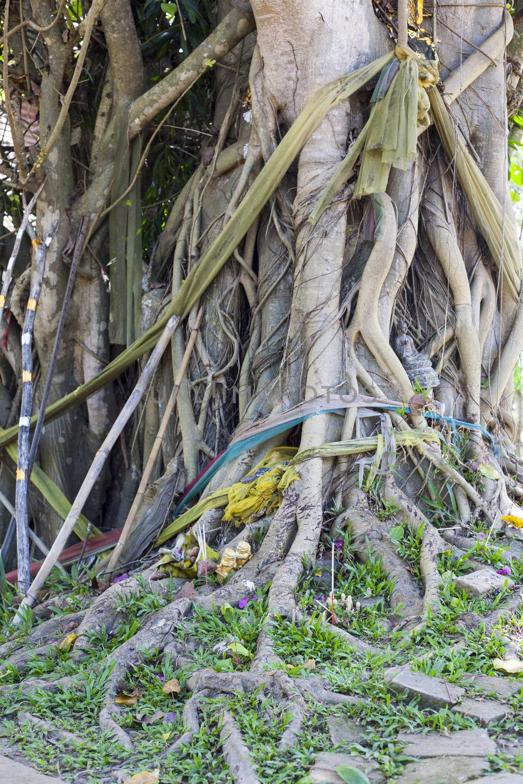 Tree Roots