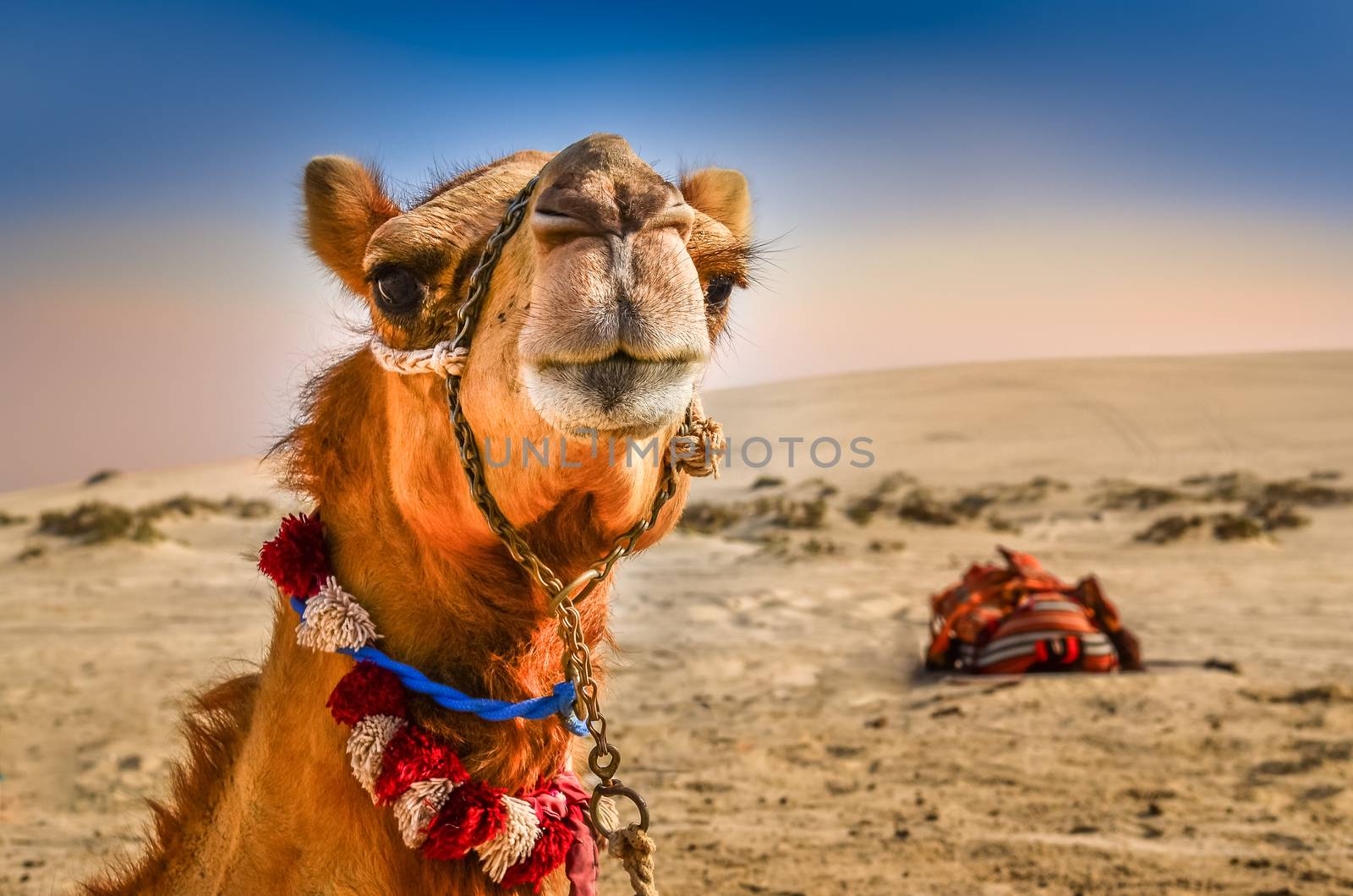 Detail of camel's head in the desert with funny expresion