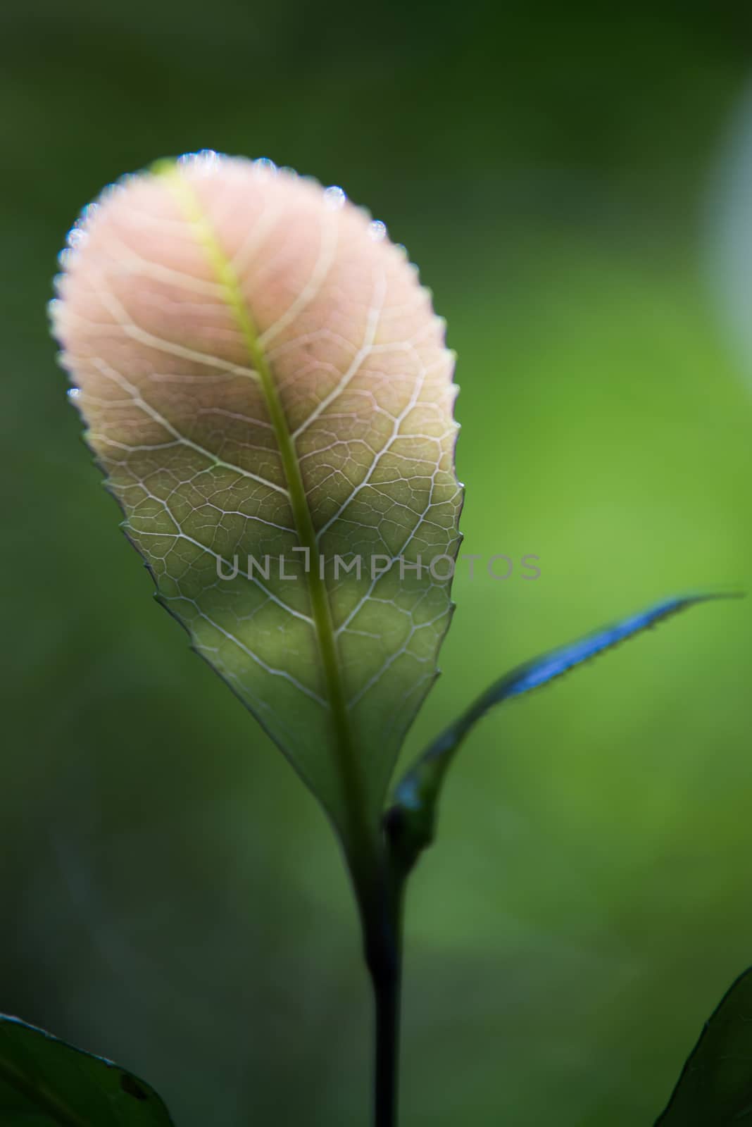 Close-up of leaves in the forest.