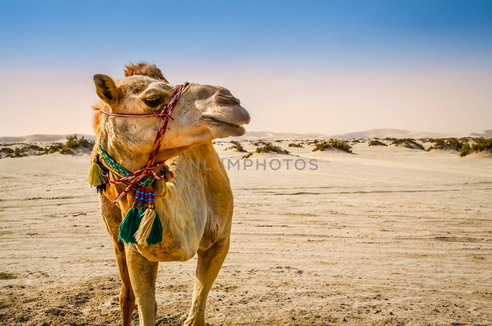 Portrait of camel standing in the desert looking away