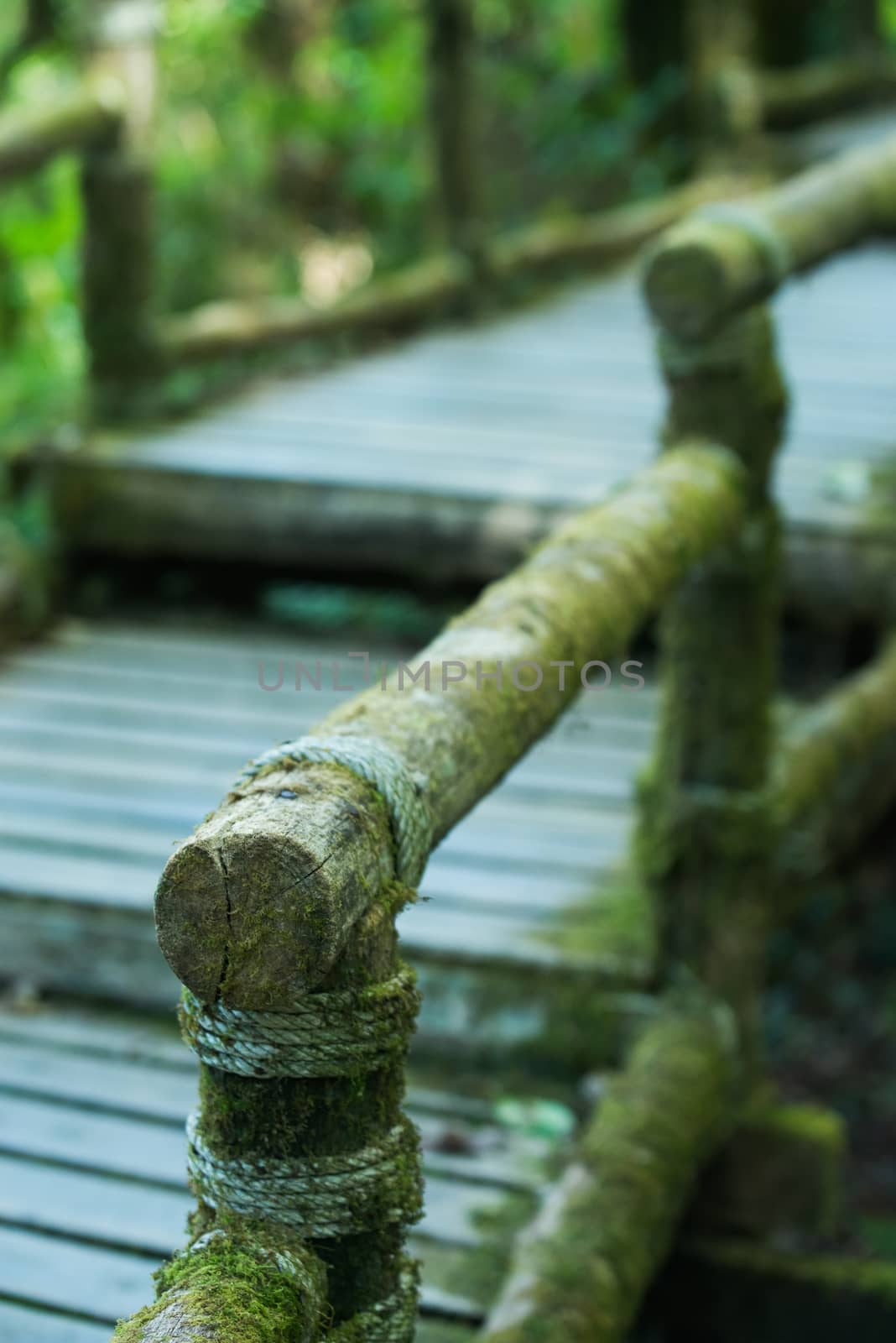 Wooden bridge in tropical rain forest by jakgree