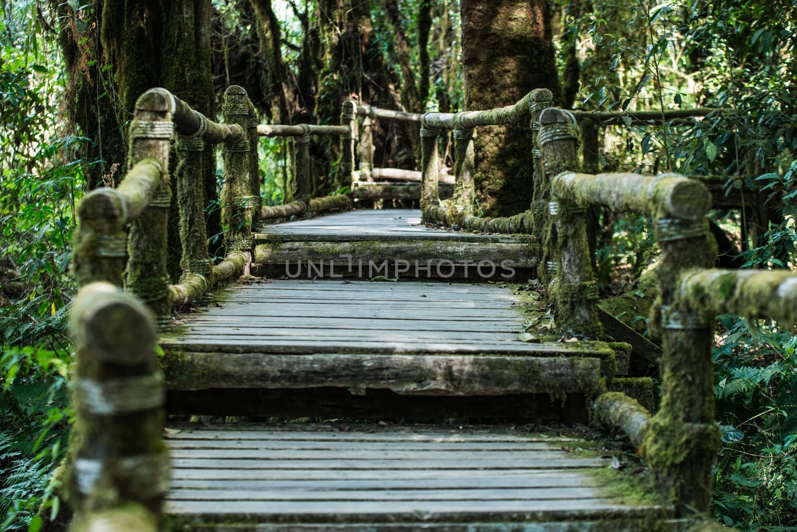 Wooden bridge in tropical rain forest by jakgree