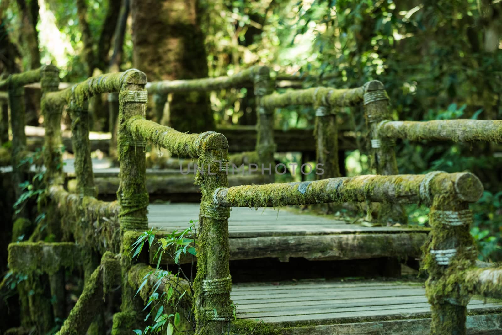 Wooden bridge in tropical rain forest by jakgree