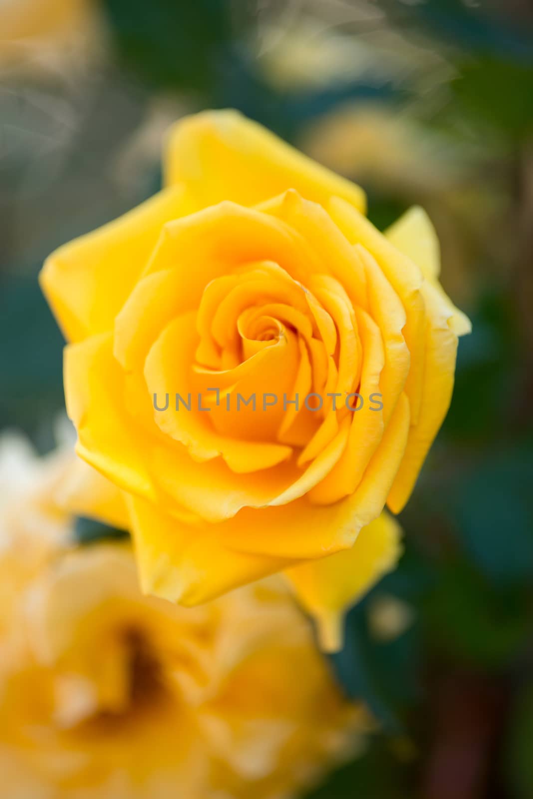 Yellow Roses on a bush in a garden by jakgree